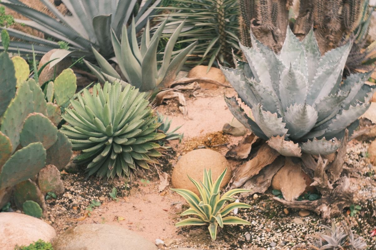 Xeriscape & Water-Wise Conversions by GreenPath Landscaping
